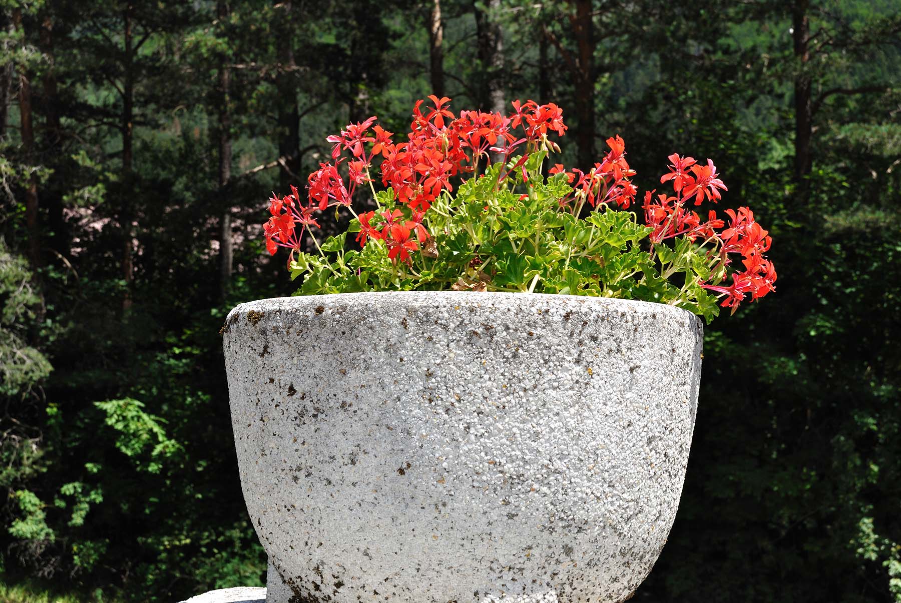 DIY Concrete Planters: Adding Greenery and Elegance to Your Outdoor Decor